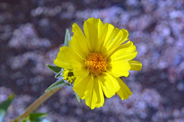 flower closeup